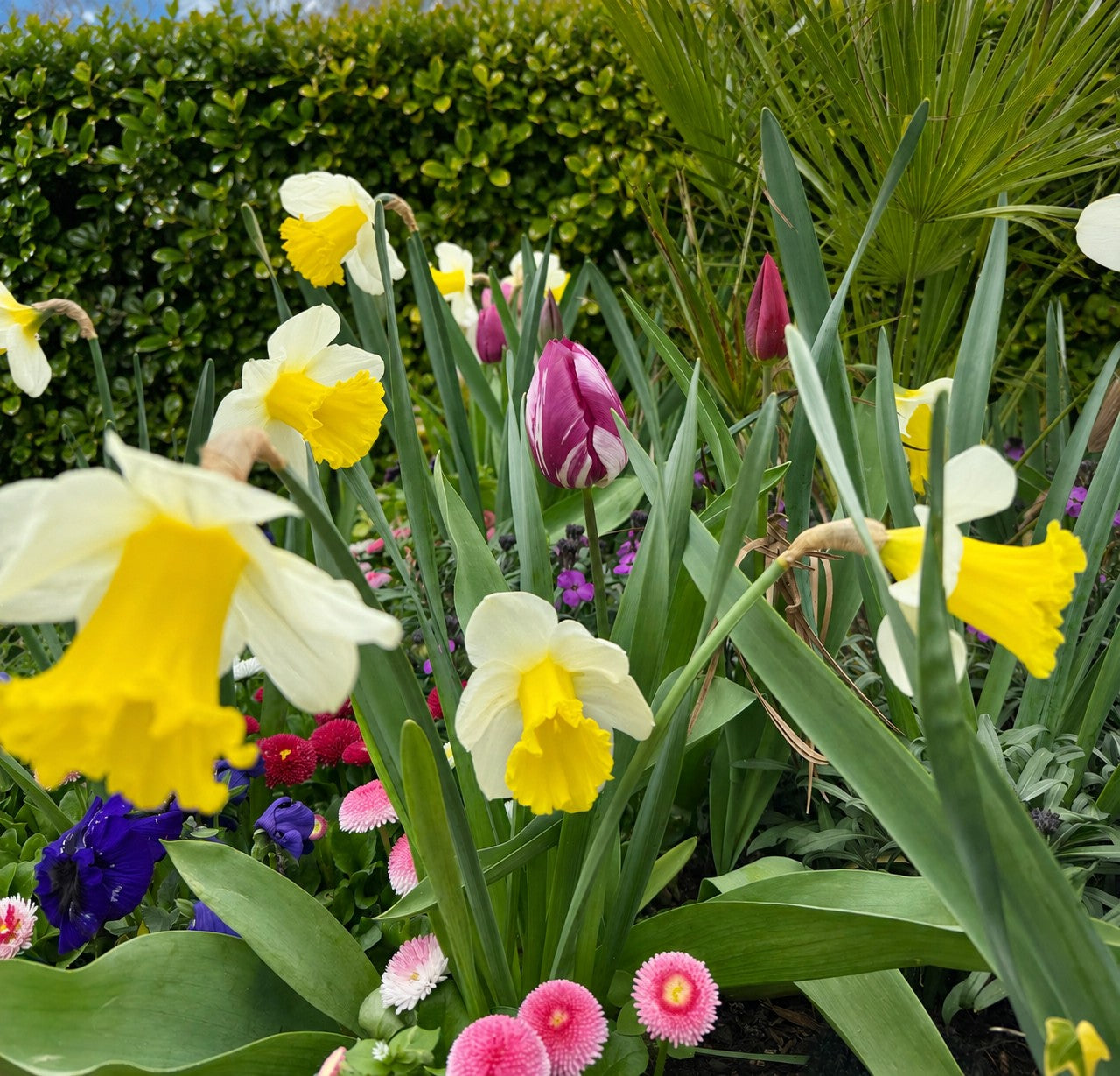 NEW - Drought Tolerant Spring Bulb Collection (Exclusive to SPS)