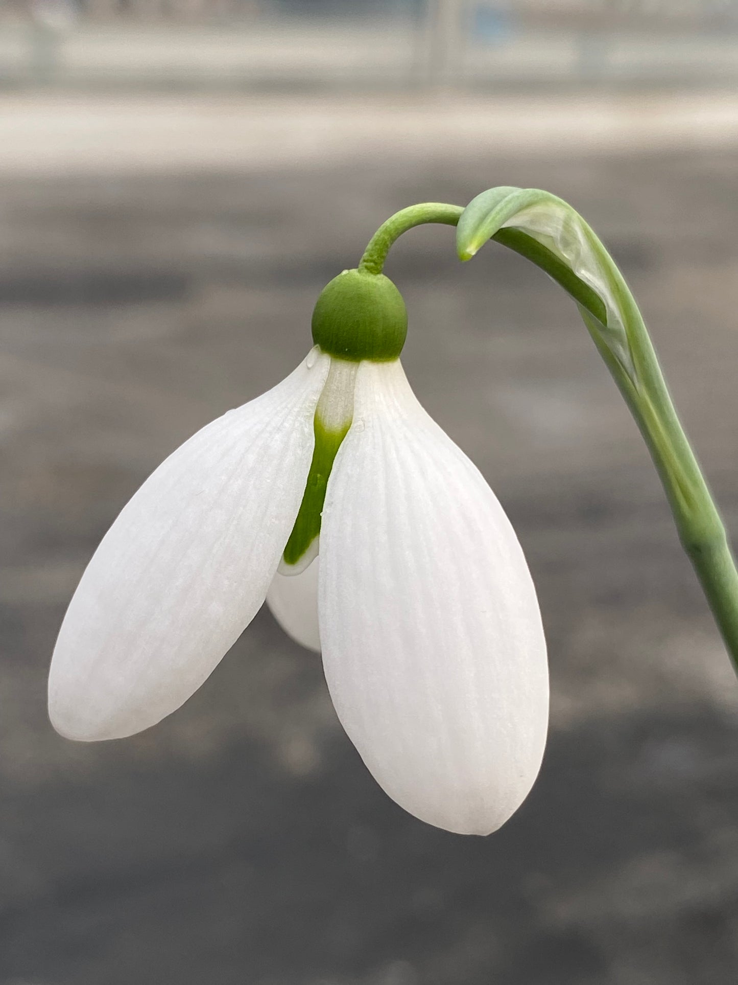 Galanthus 'Casanova'