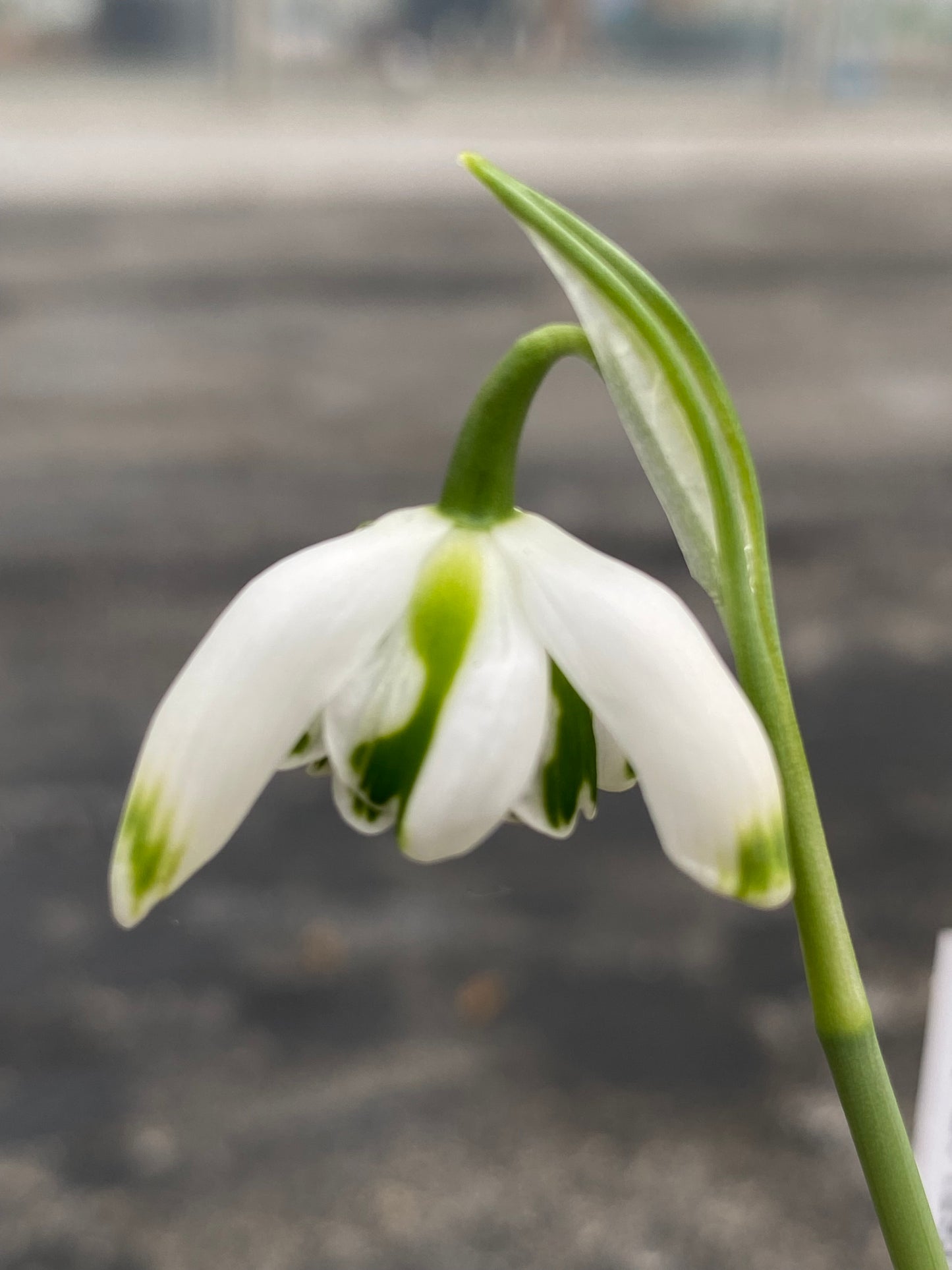 Galanthus 'Franz Josef'
