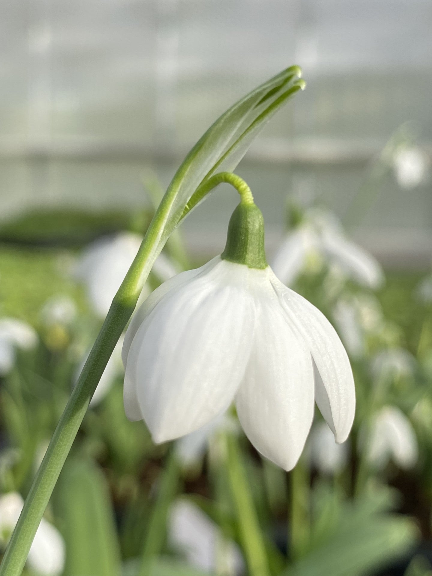 Galanthus 'Godfrey Owen'