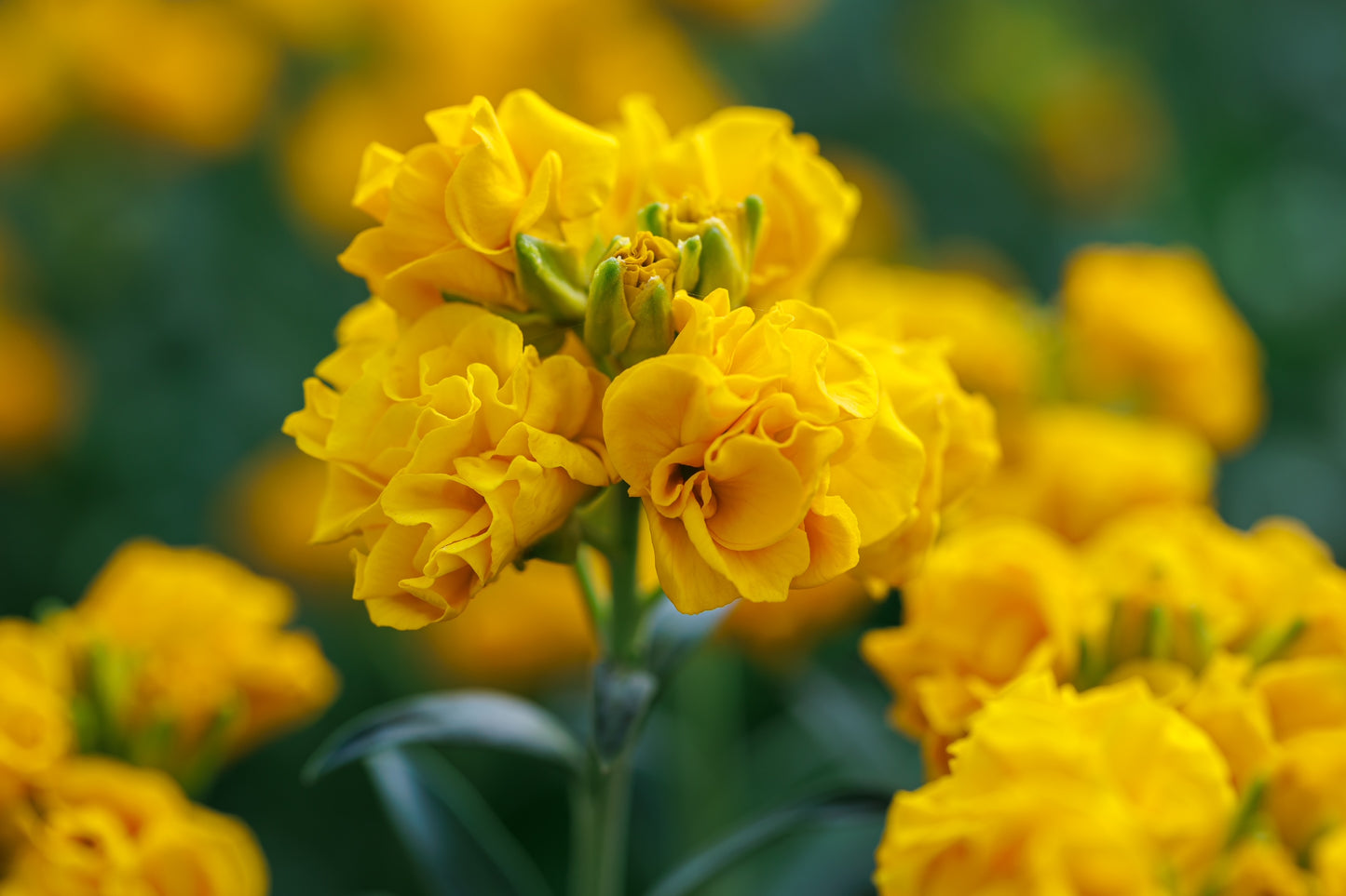 Erysimum 'Taffeta Gold' 1 x Packet