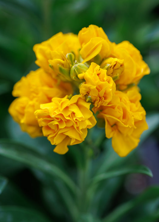 Erysimum 'Taffeta Gold' 1 x Packet