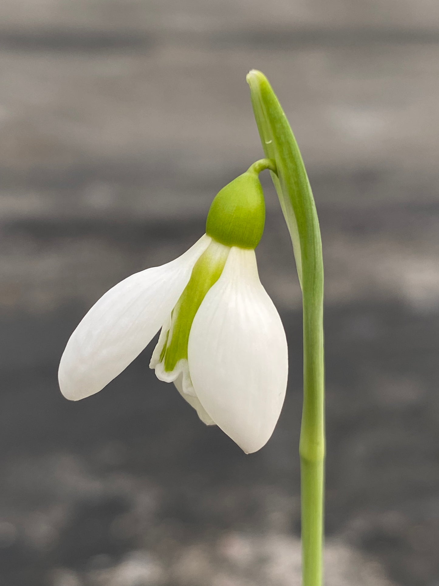 Galanthus 'Gold Edge'