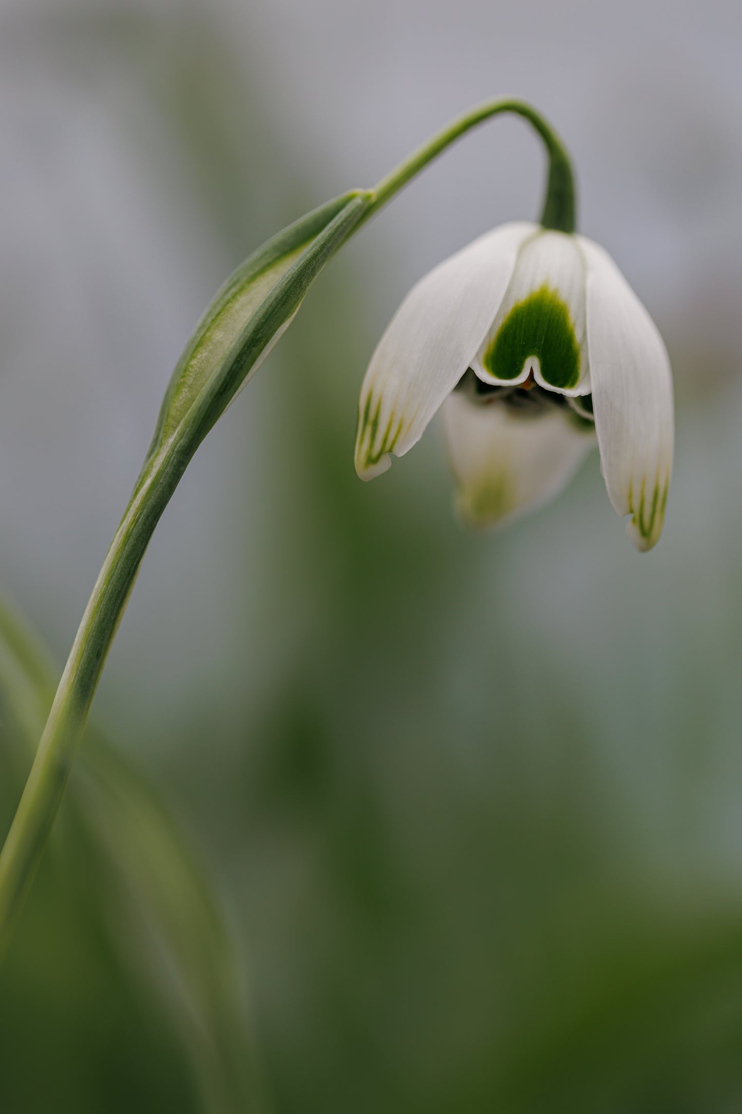 Galanthus 'Jacquenetta'