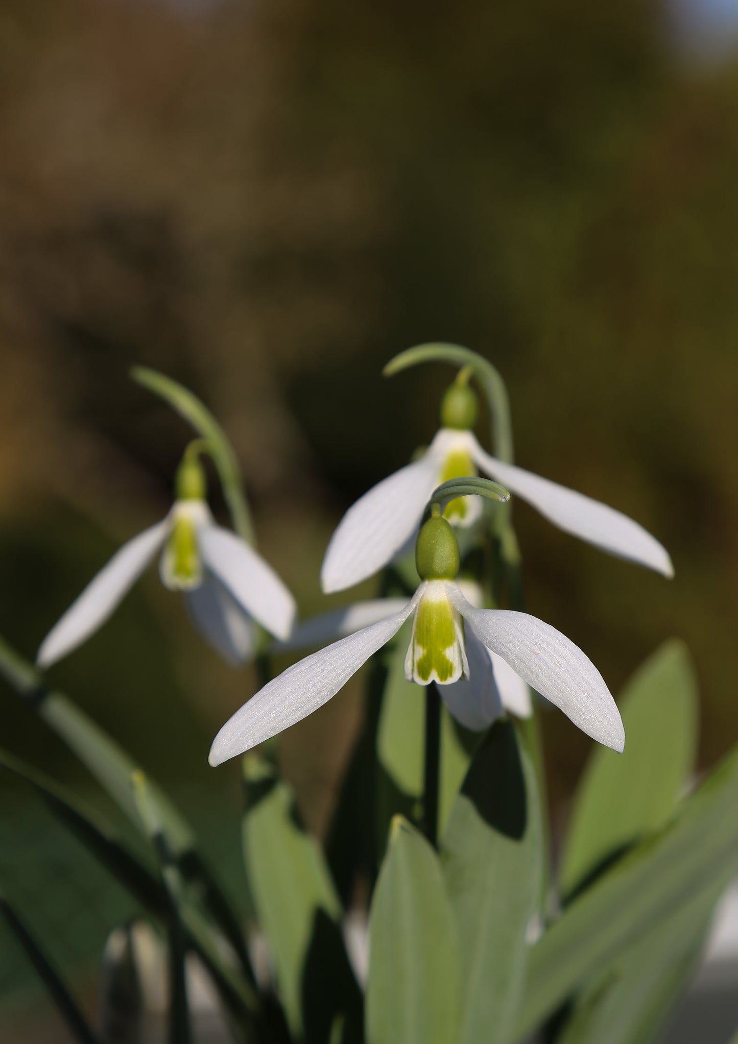 Galanthus 'Kencot Kali'