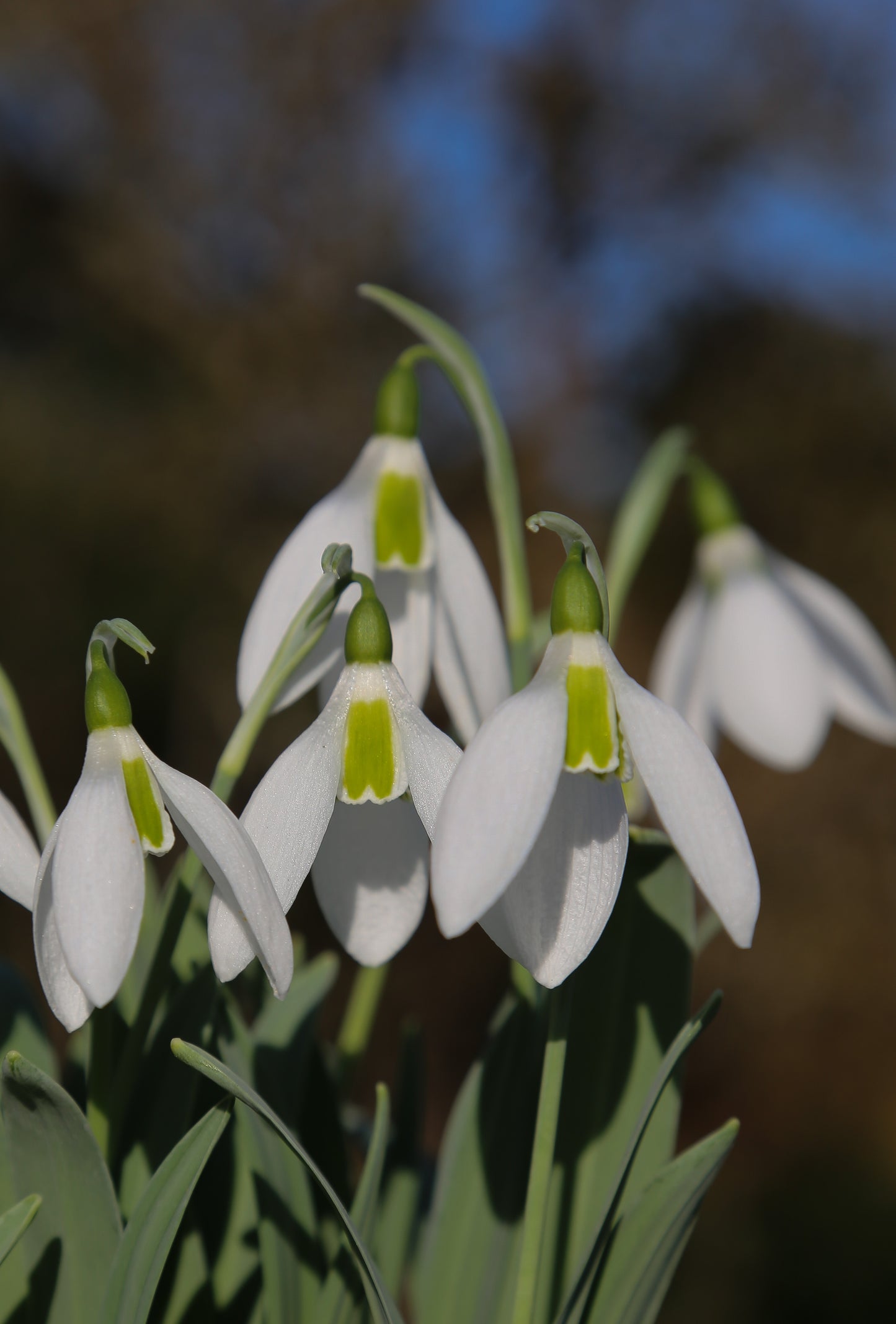 Galanthus 'Margaret Owen'