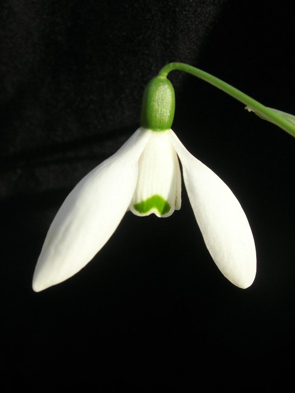 Galanthus 'Mrs Macnamara'