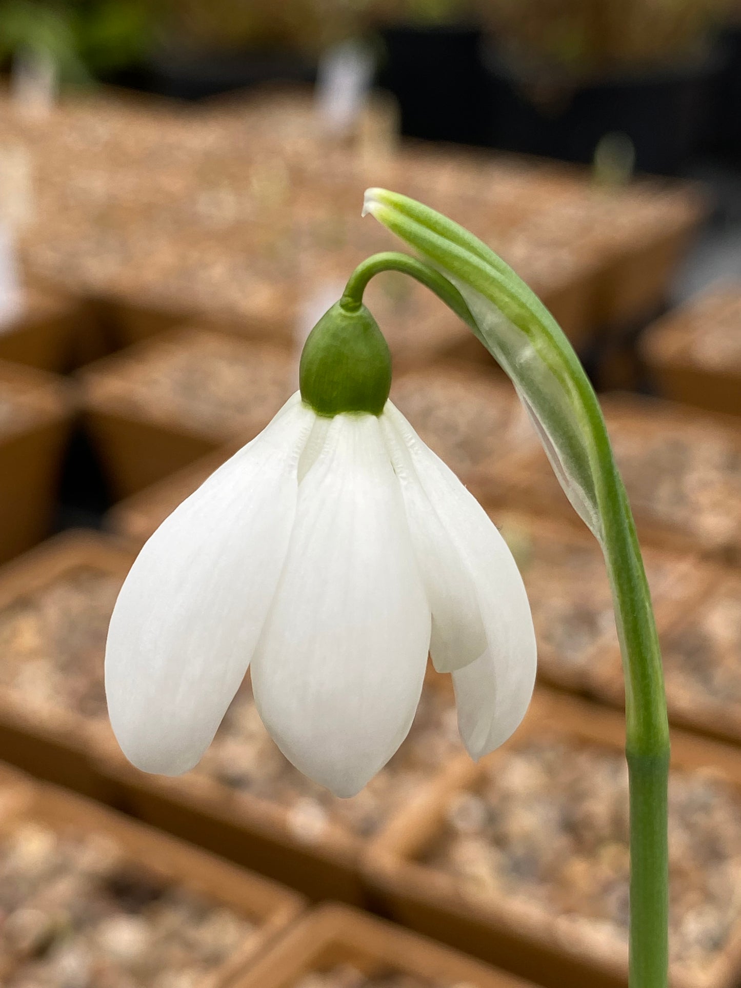 Galanthus 'Mrs Thompson'