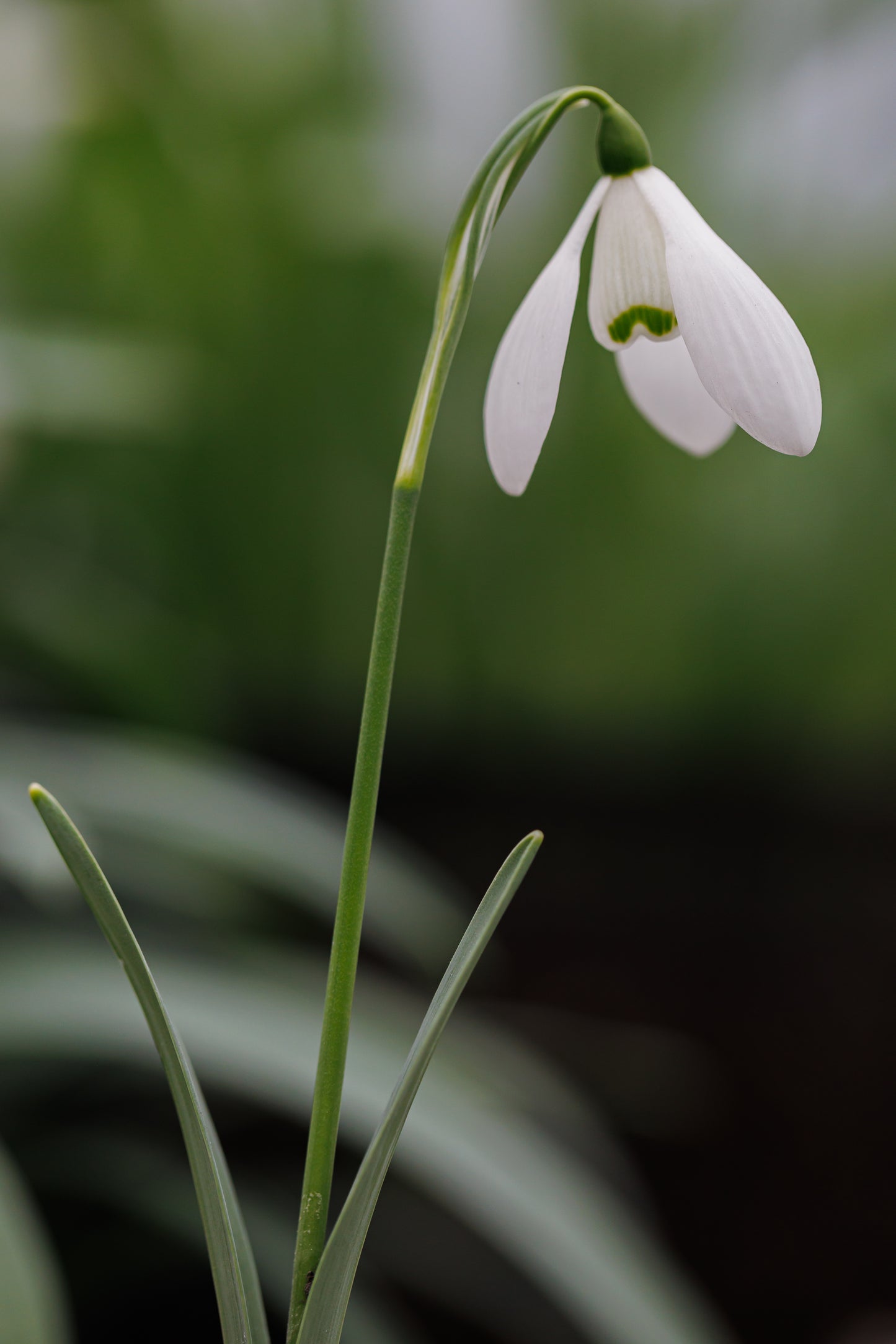 Galanthus 'Mrs Macnamara'