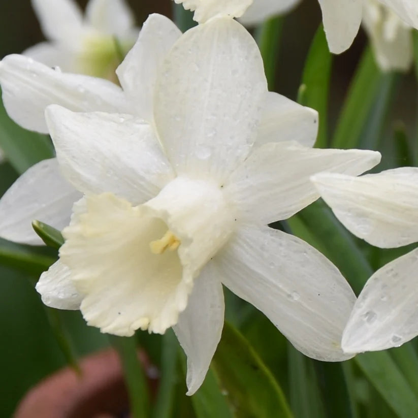 Narcissus 'Snow Baby'
