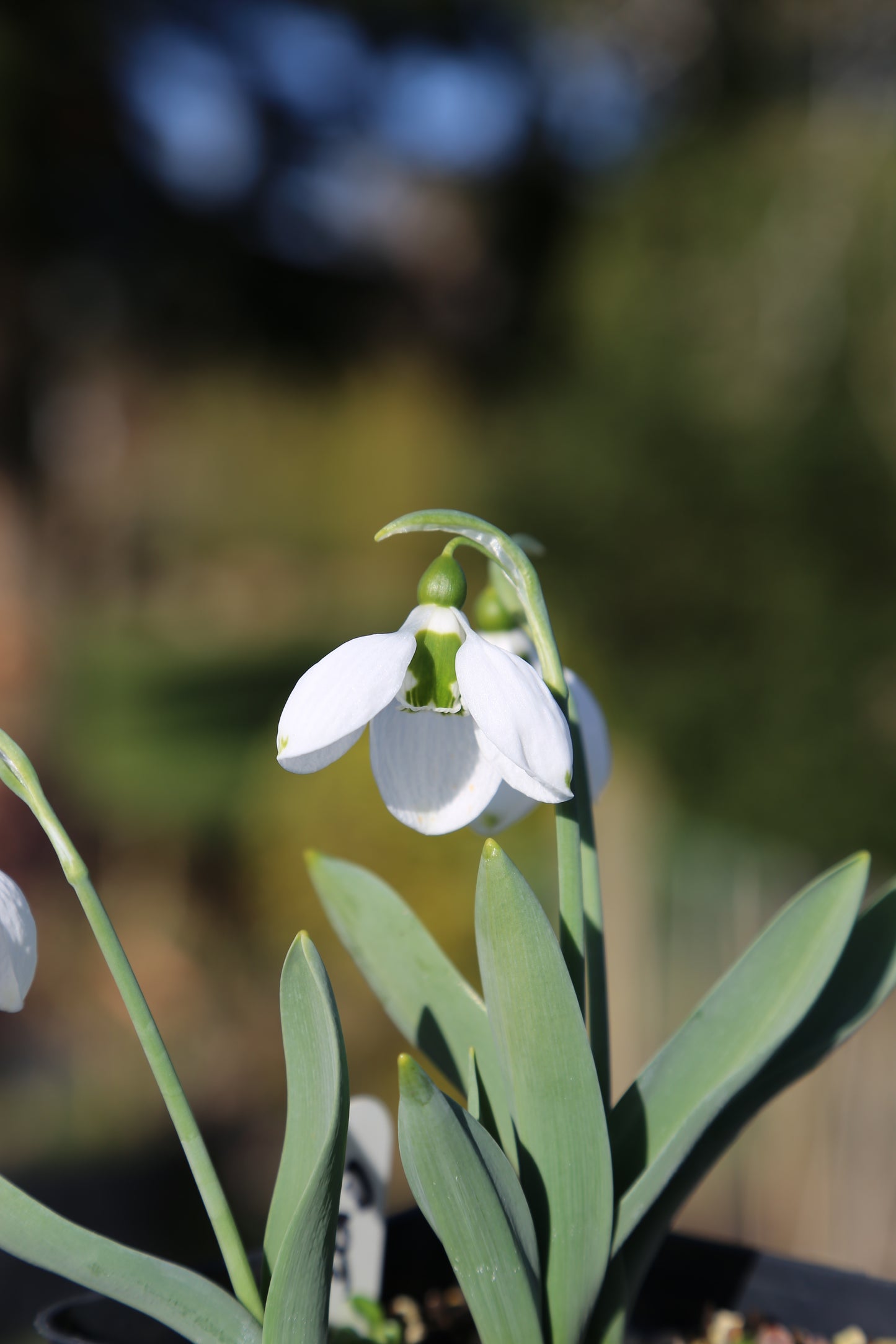 Galanthus 'Pat Mason'