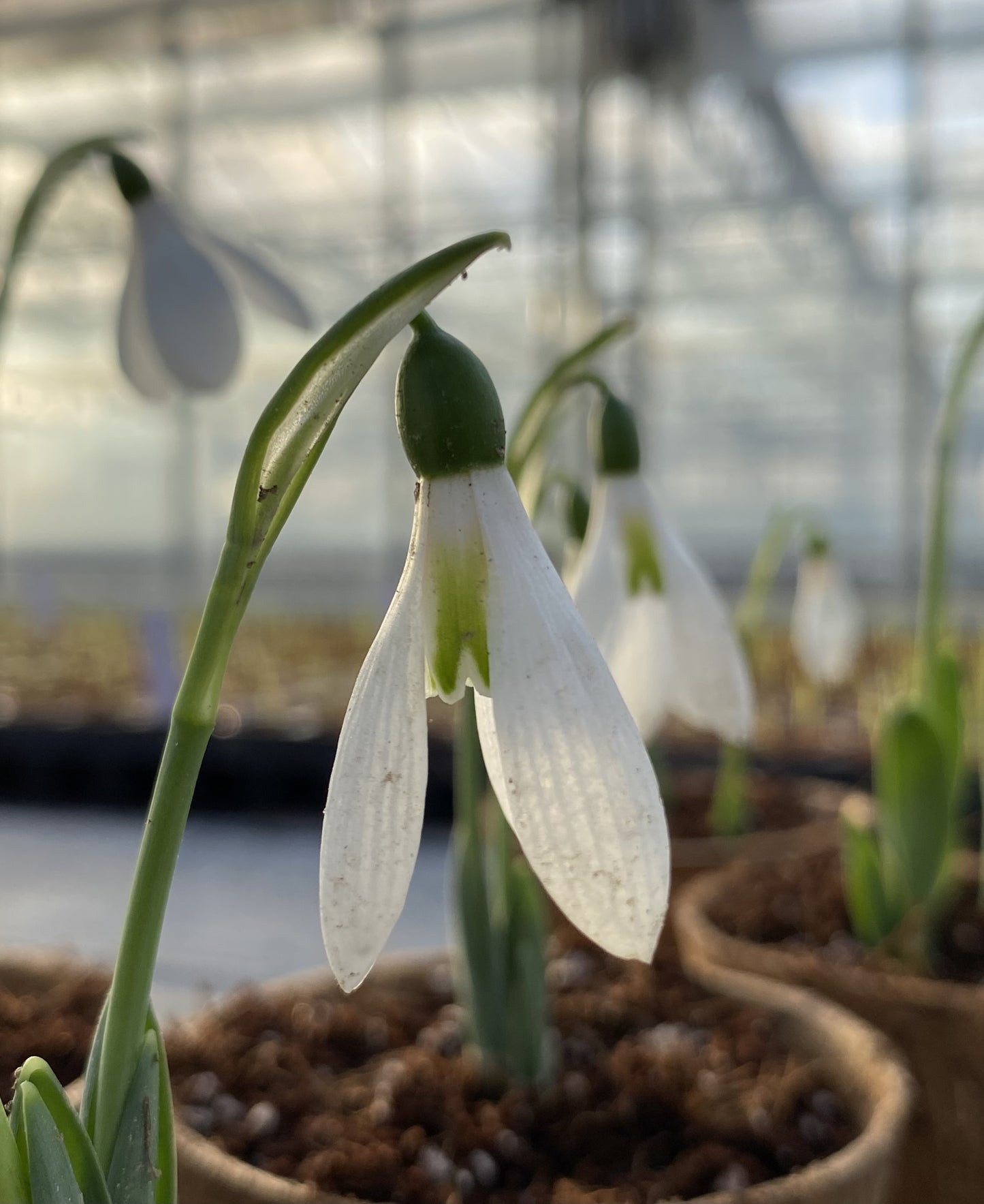 Galanthus 'Peter Gatehouse'