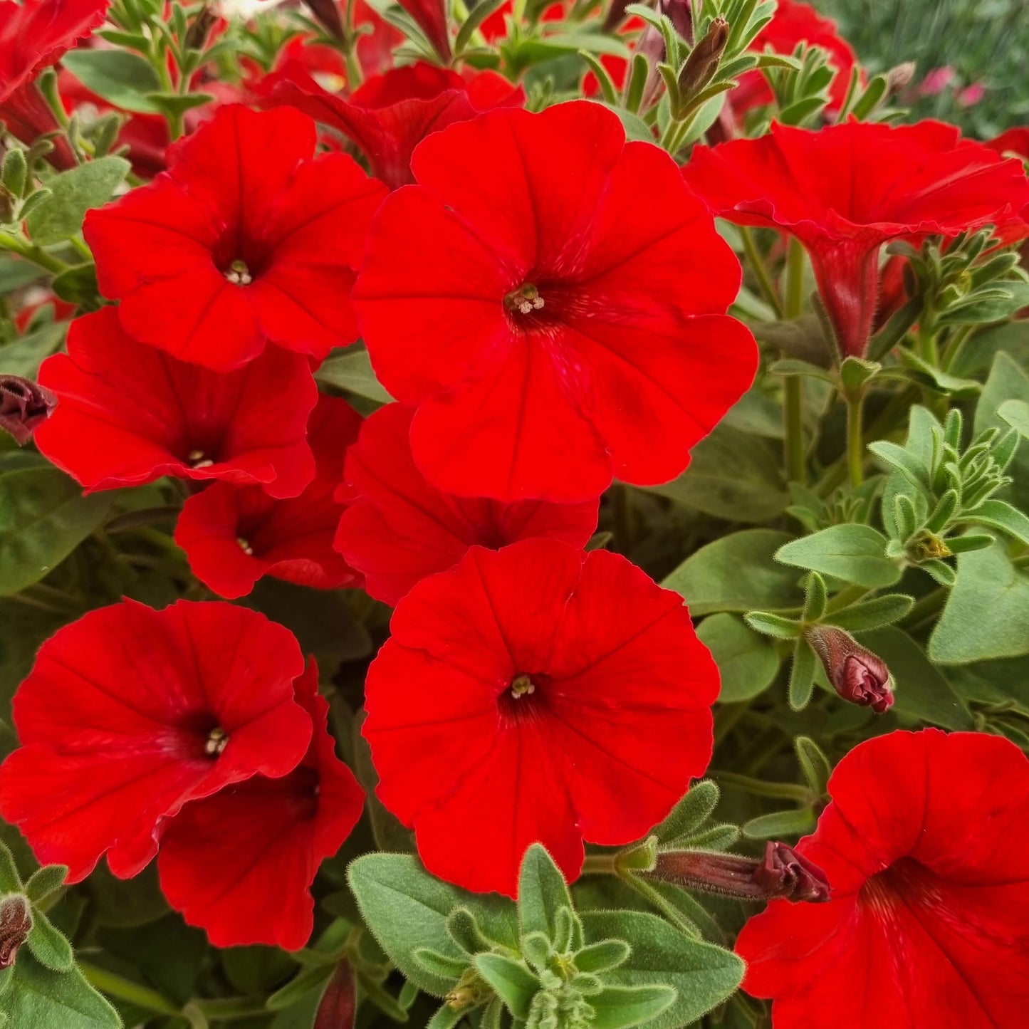 Petunia Vista™ 'Strawberry'
