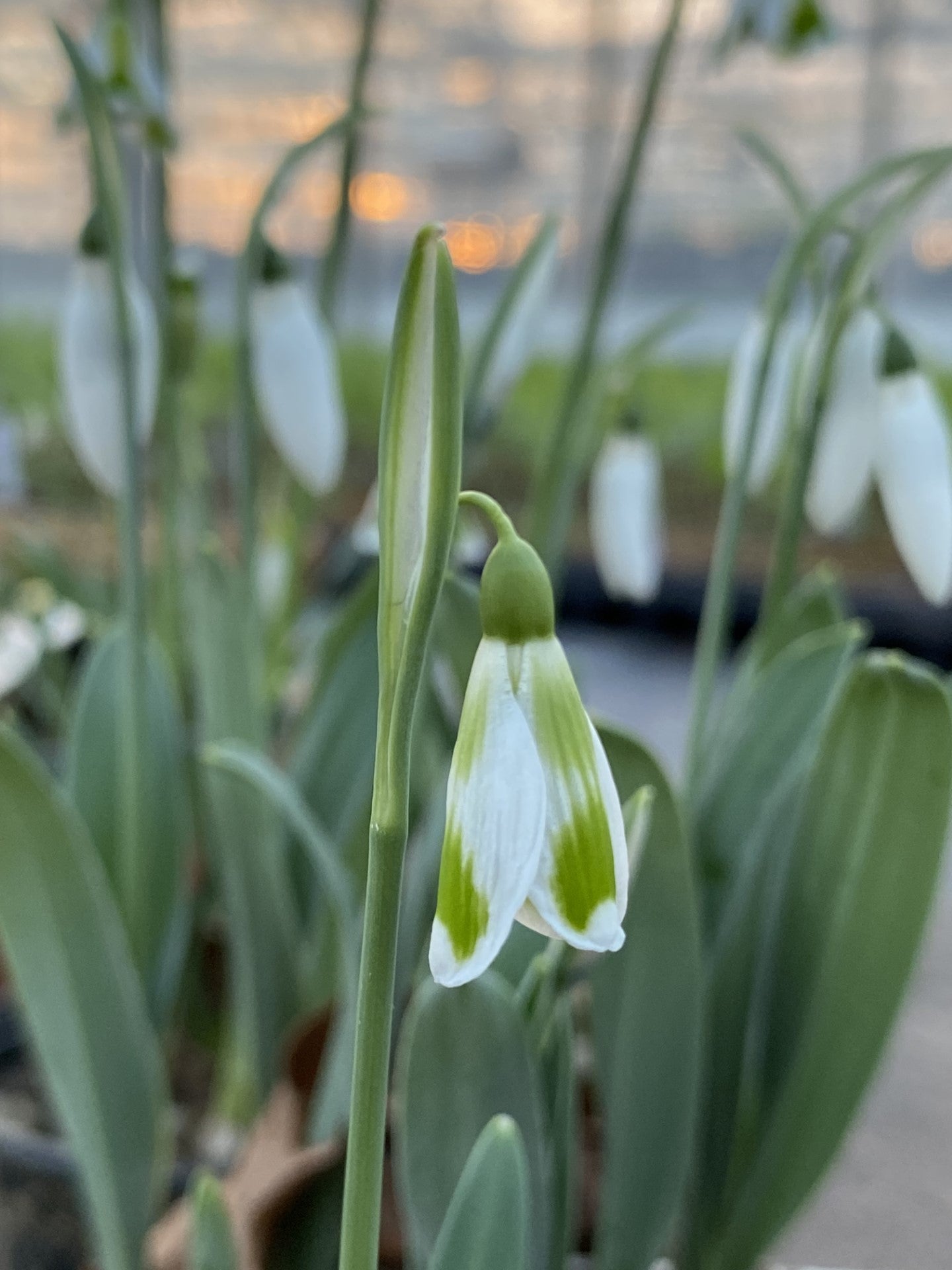 Galanthus 'Phil Cornish'