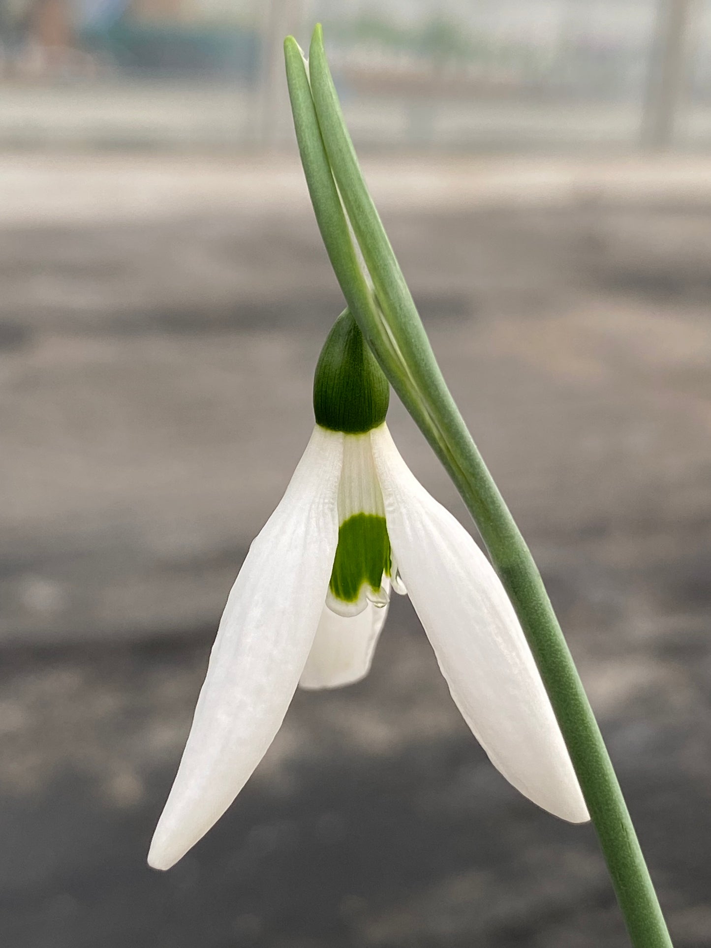 Galanthus 'Pyramid'