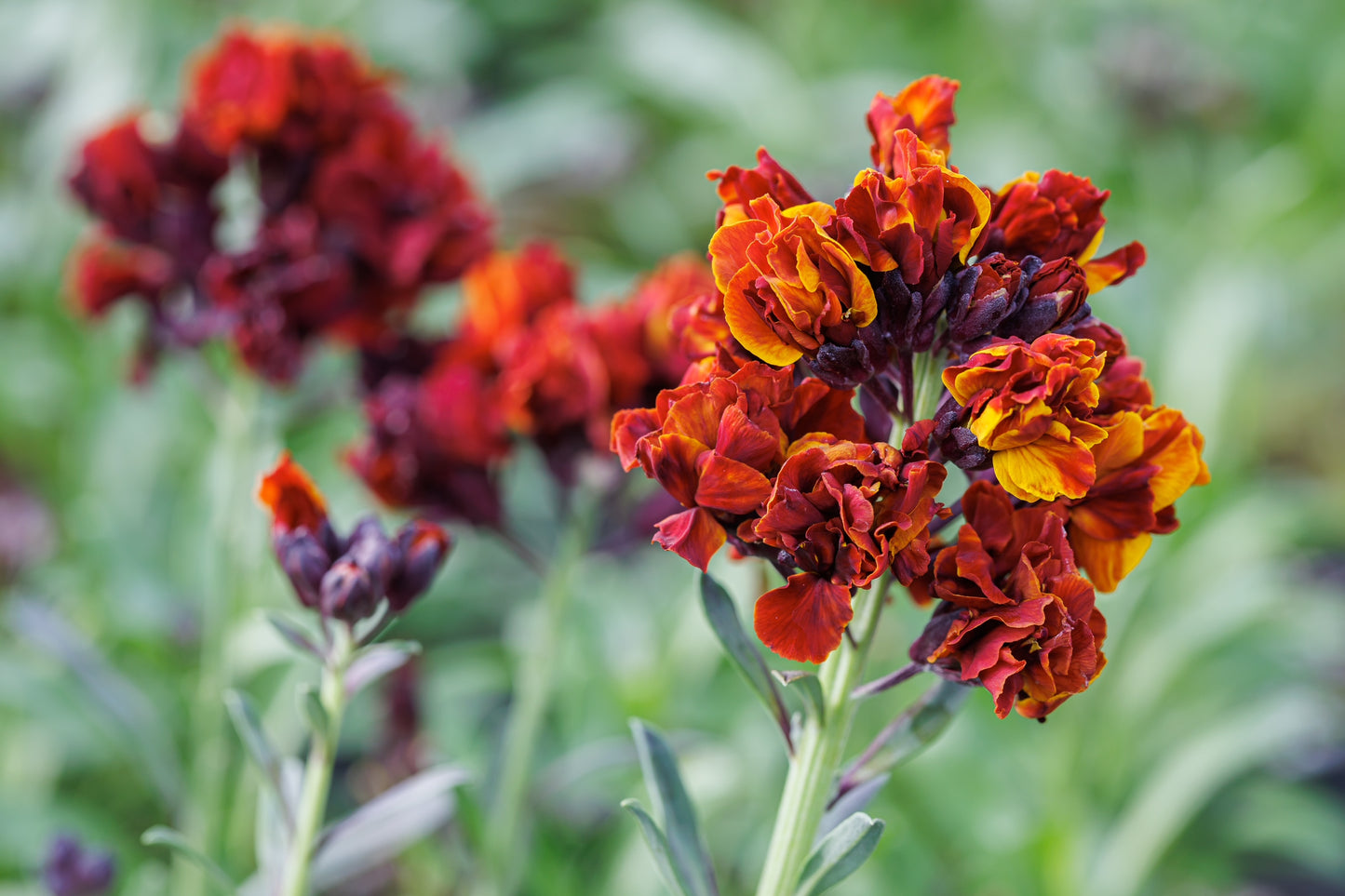 Erysimum 'Taffeta Red' 1 x Packet