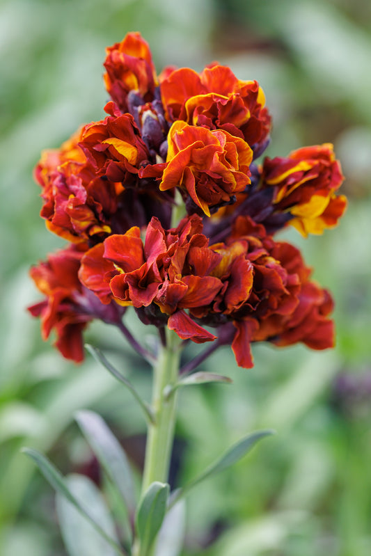 Erysimum 'Taffeta Red' 1 x Packet