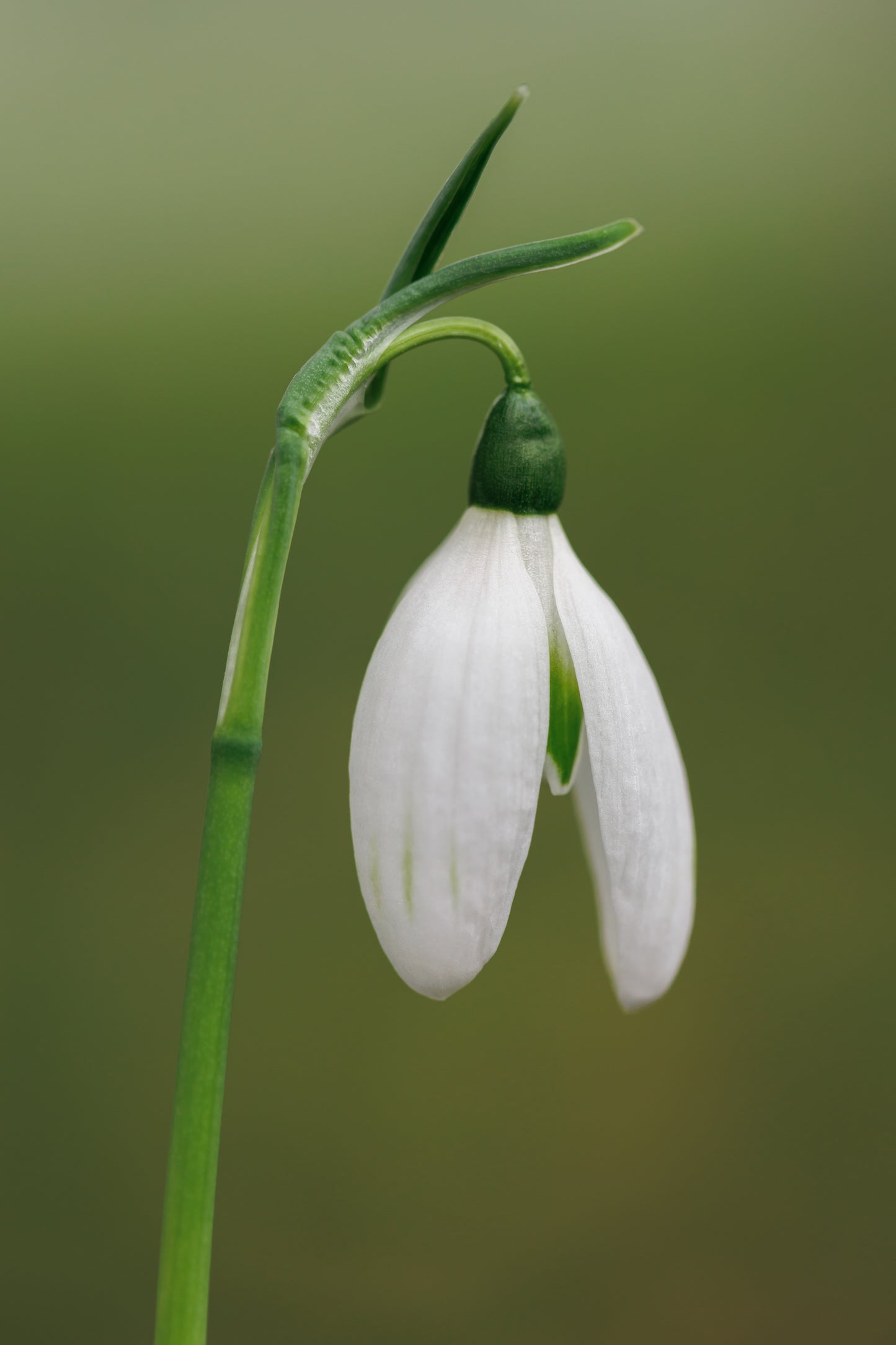 Galanthus reginae-olgae