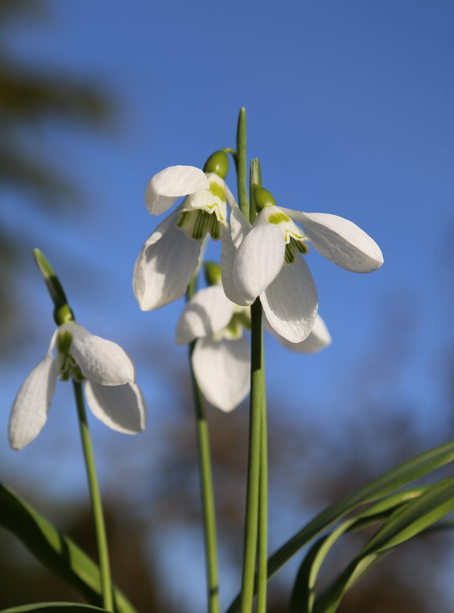 Galanthus 'Richard Blakeway-Phillips'