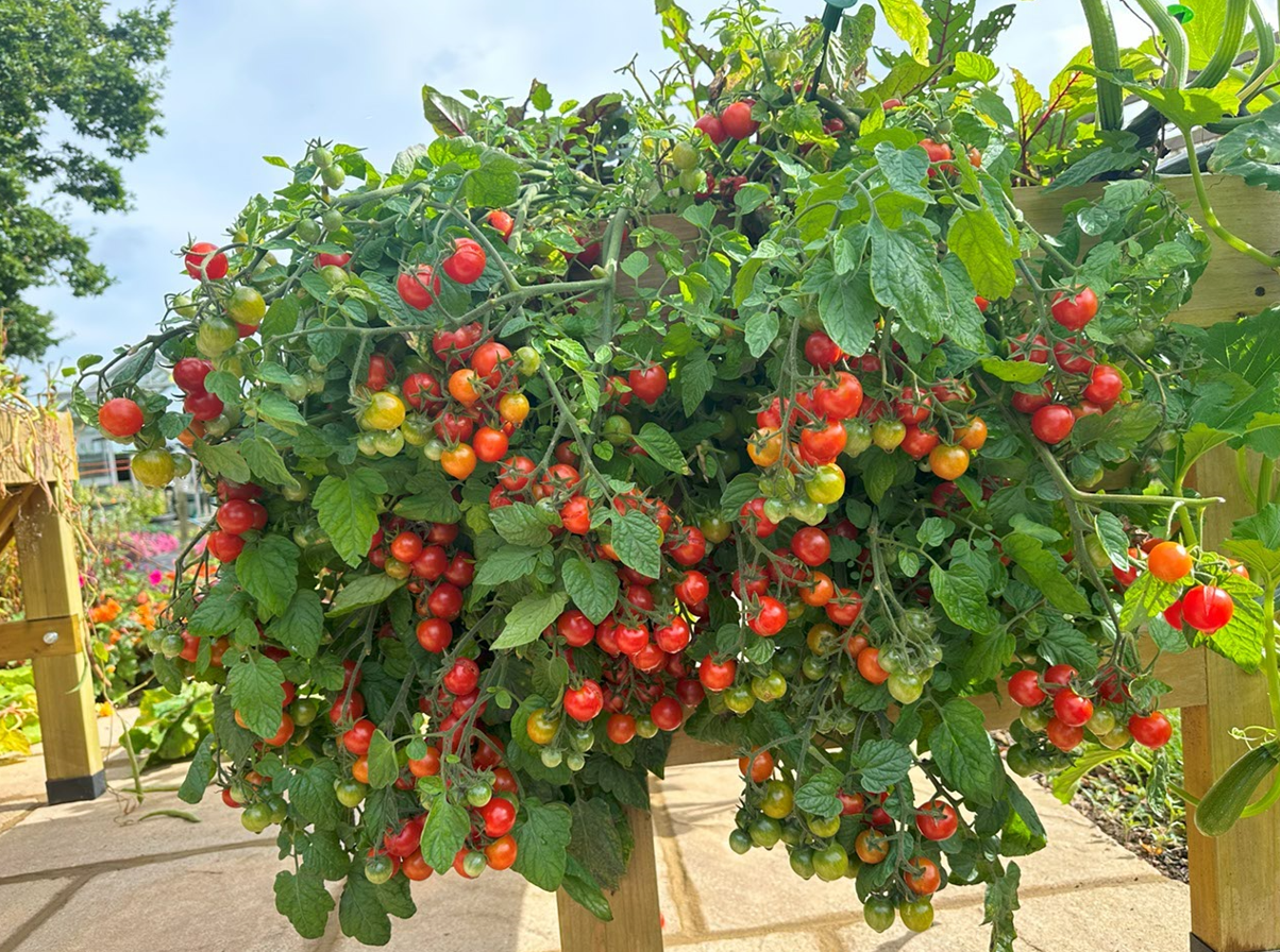 Eazy Grow Compost 70 litres - 100% Peat-Free, Multi-Award Winning (Delivering in February 2026)