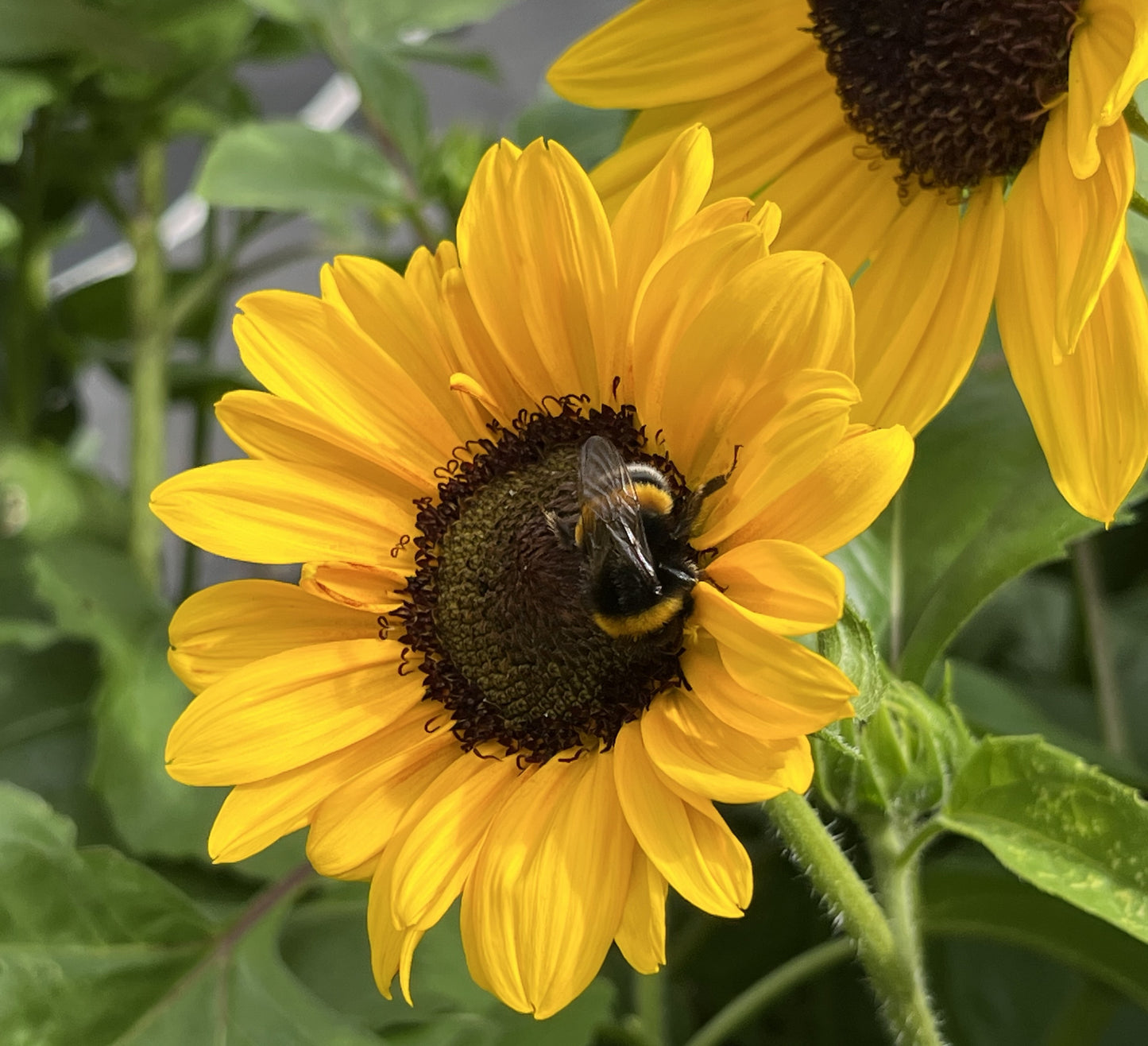 Helianthus Everbloom: The Full Summer Sunflower - New & Exclusive! (Pre-order for delivery in spring 2026)