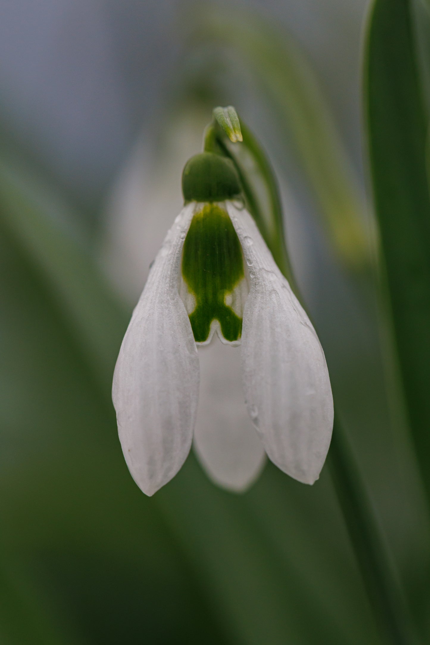Galanthus 'Tavistock Gala No 2'