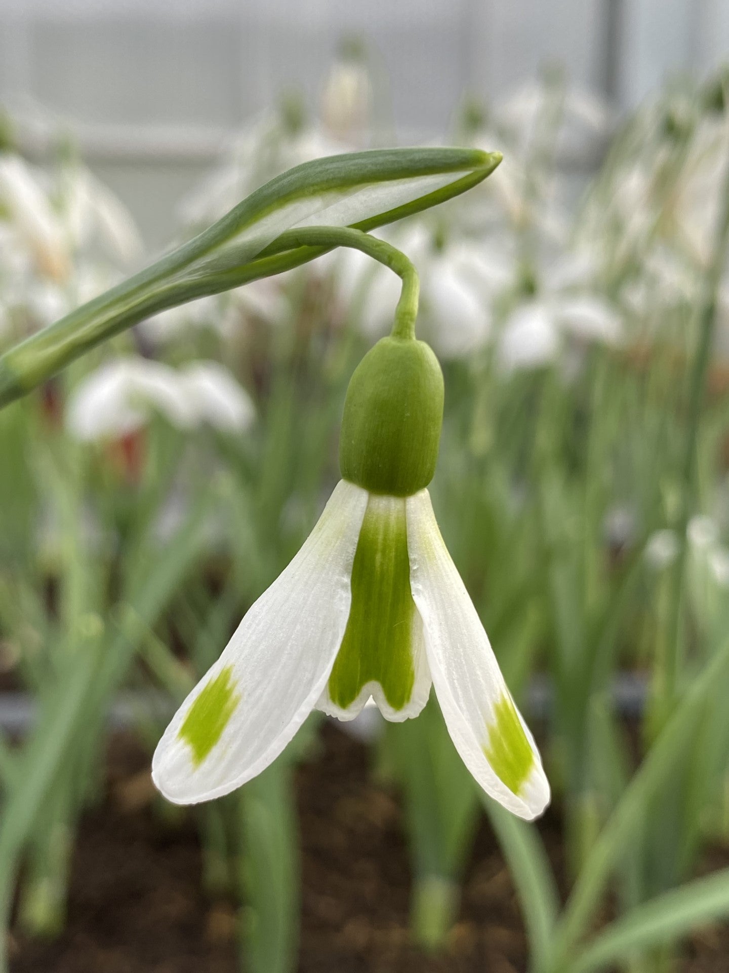 Galanthus 'The Wizard'