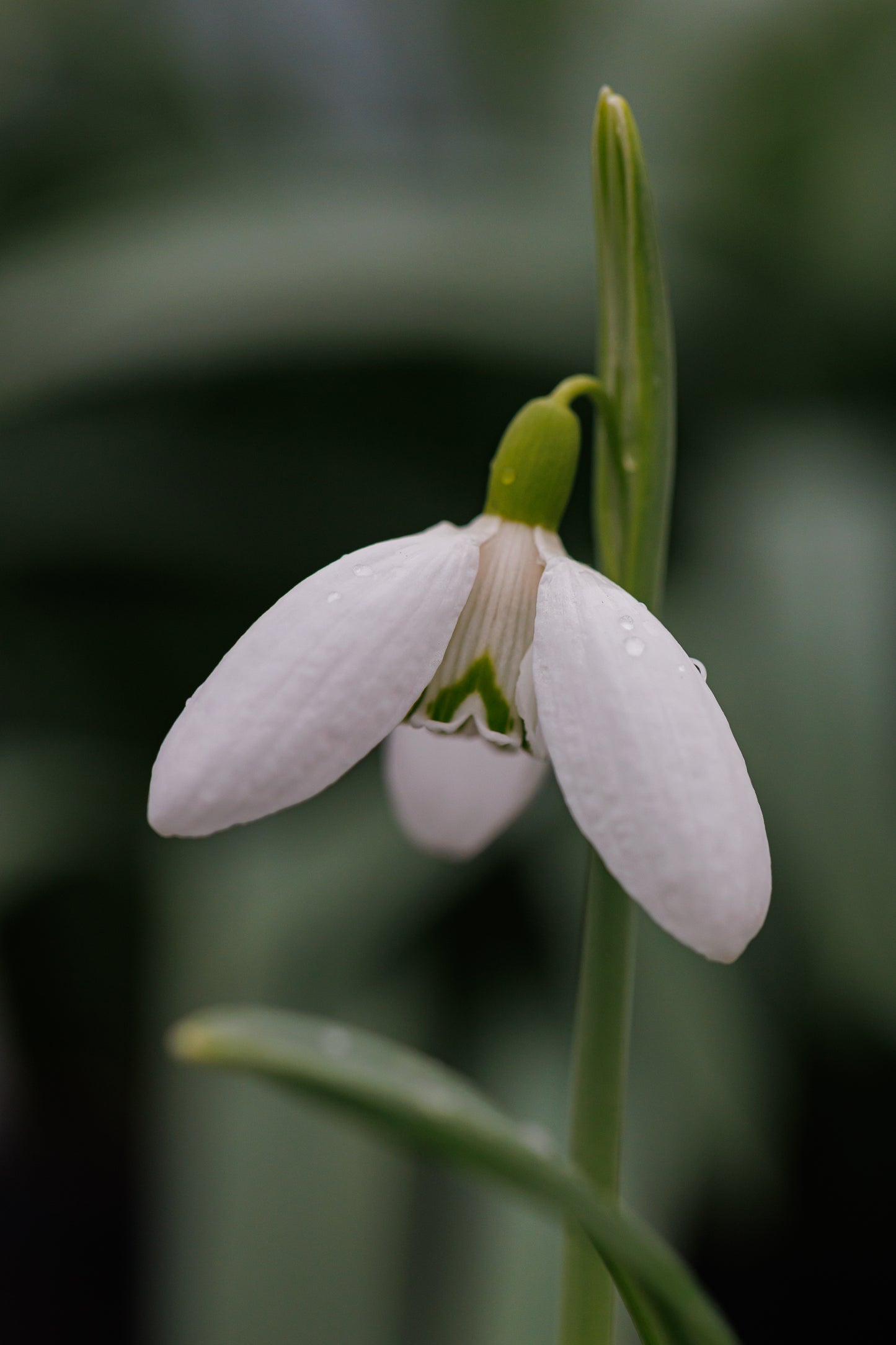 Galanthus 'Vera Trum'
