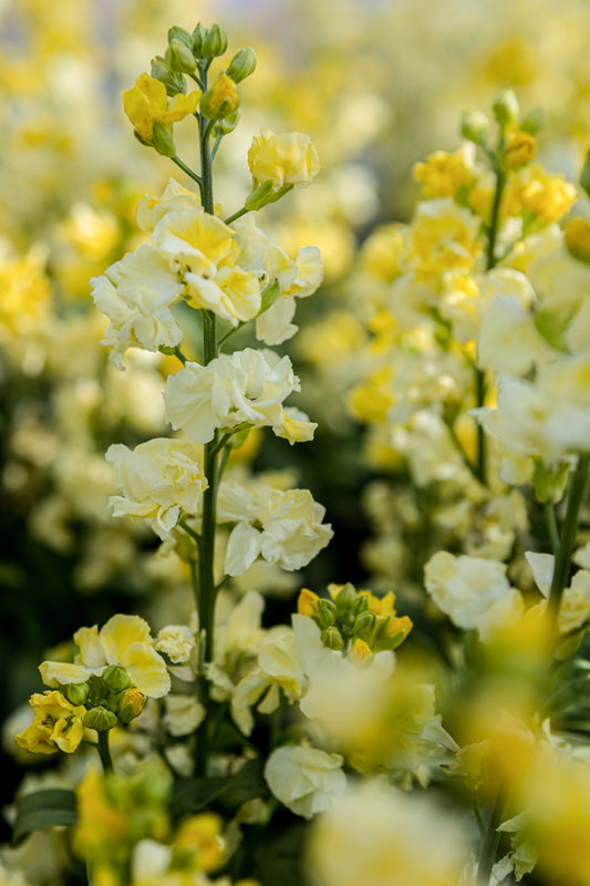 Erysimum 'Taffeta Primrose' 1 x Packet