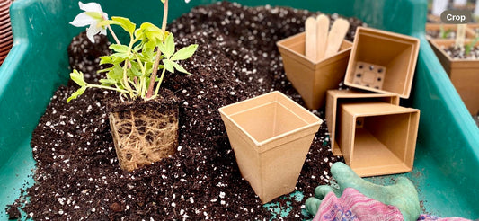 Bamboo Pots - 9cm Square (Exclusive to SPS)