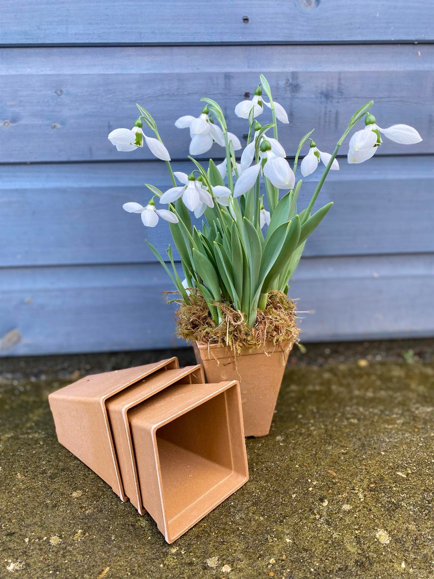 Bamboo Pots - 9cm Square (Exclusive to SPS)