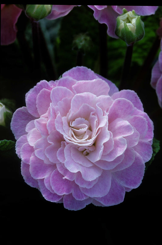 Primula Belarina 'Pink Ice' 1 x 10cm Potted Plant