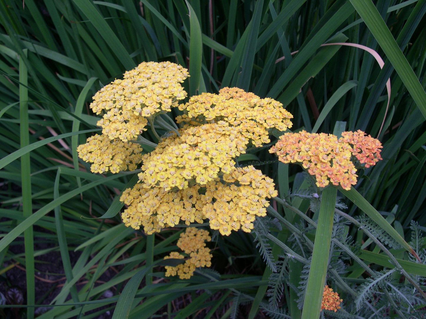 Achillea millefolium 'Terracotta' 1 x 10cm Potted Plant