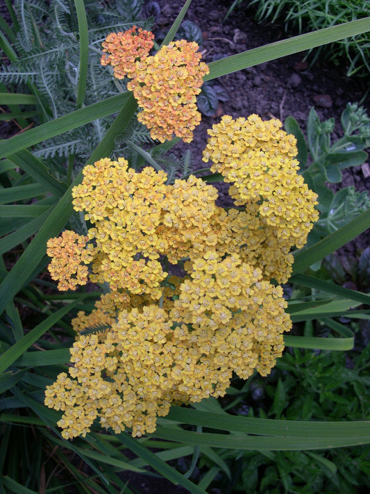 Achillea millefolium 'Terracotta' 1 x 10cm Potted Plant