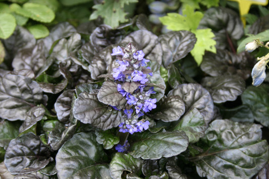 Ajuga reptans 'Black Scallop' 1 x 10cm Potted Plant