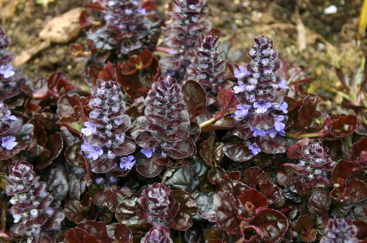 Ajuga reptans 'Black Scallop' 1 x 10cm Potted Plant