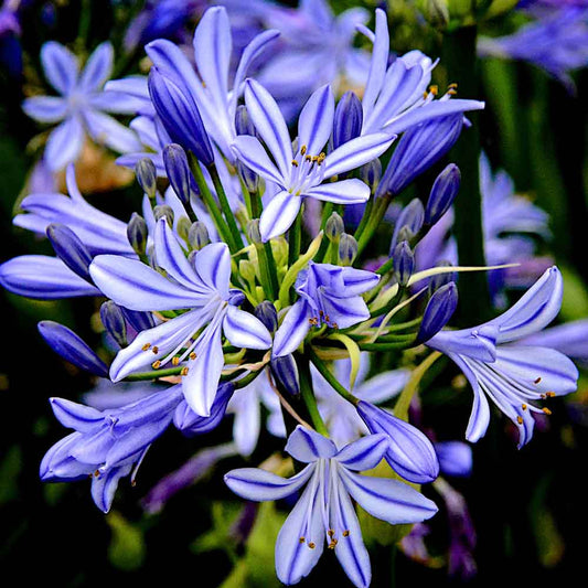 Agapanthus 'Charlotte' 1 x 10cm Potted Plant