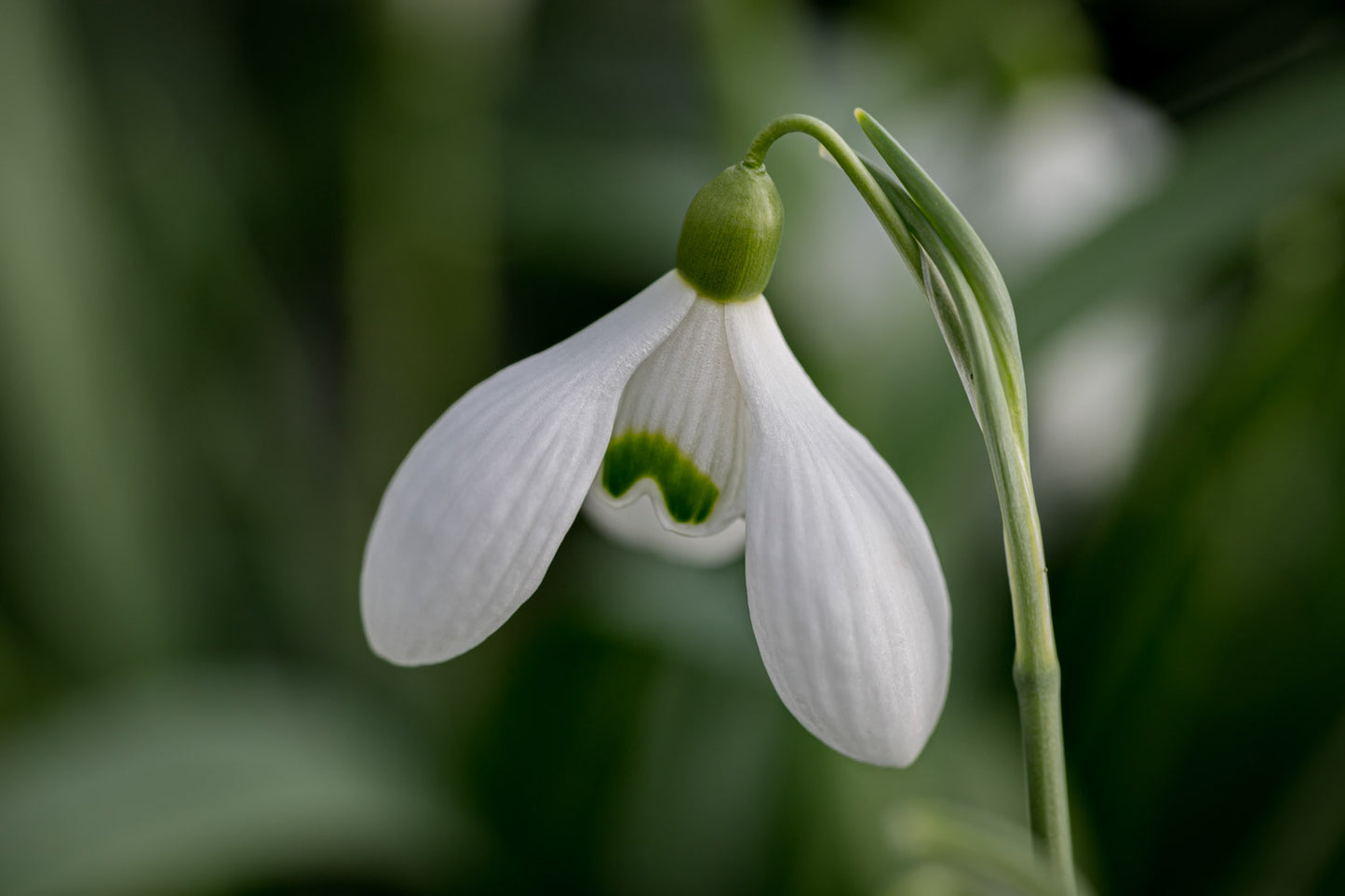 Galanthus 'Anne of Geierstein'