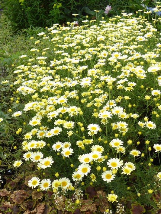 Anthemis tinctoria 'Lemon Ice' 1 x 10cm Potted Plant