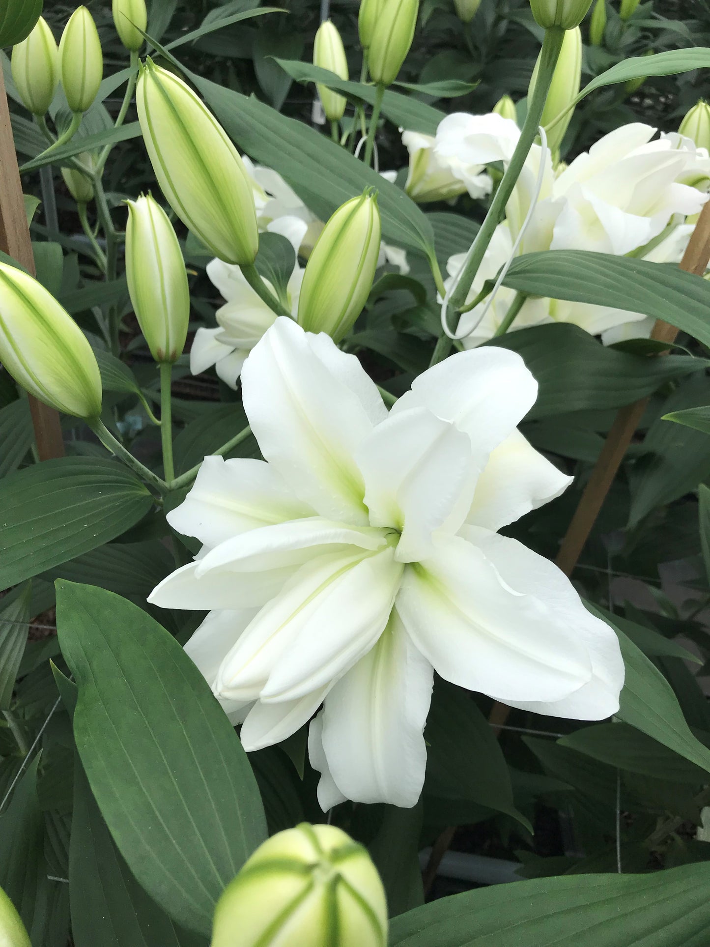 Lily 'Arosa' - Pollen-Free
