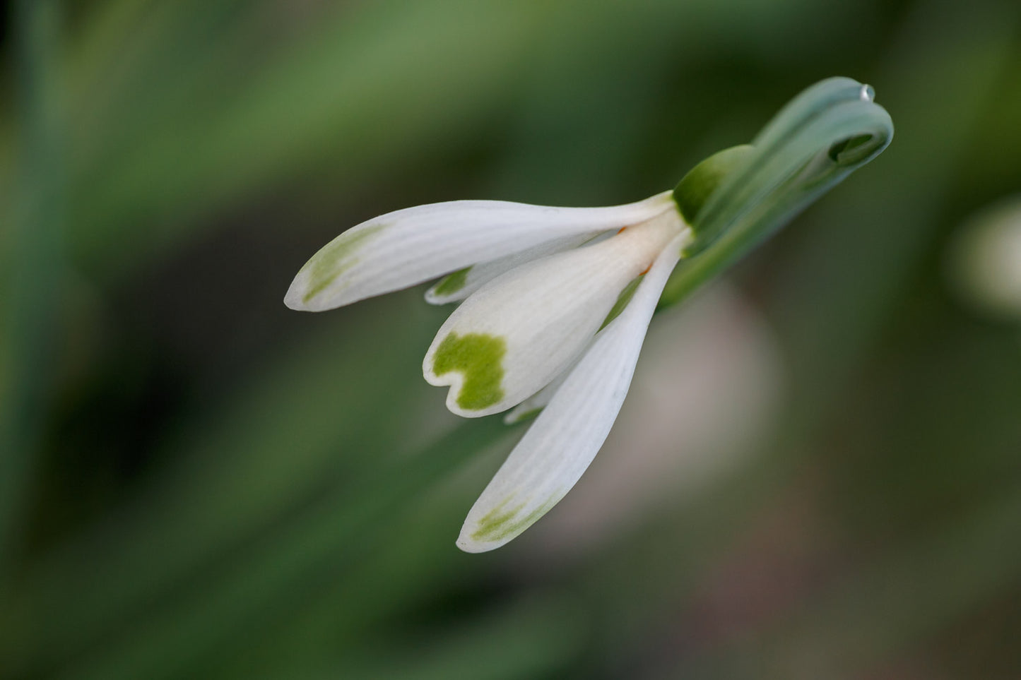 Galanthus 'Art Nouveau'
