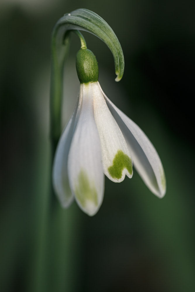 Galanthus 'Art Nouveau'