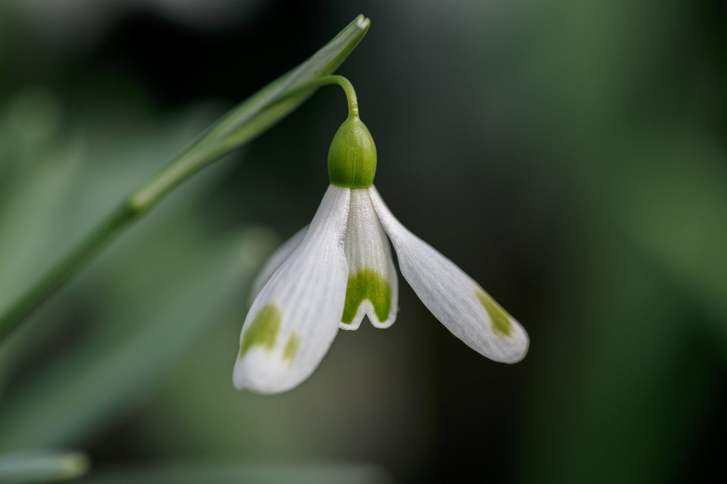 Galanthus 'Aunt Agnes'