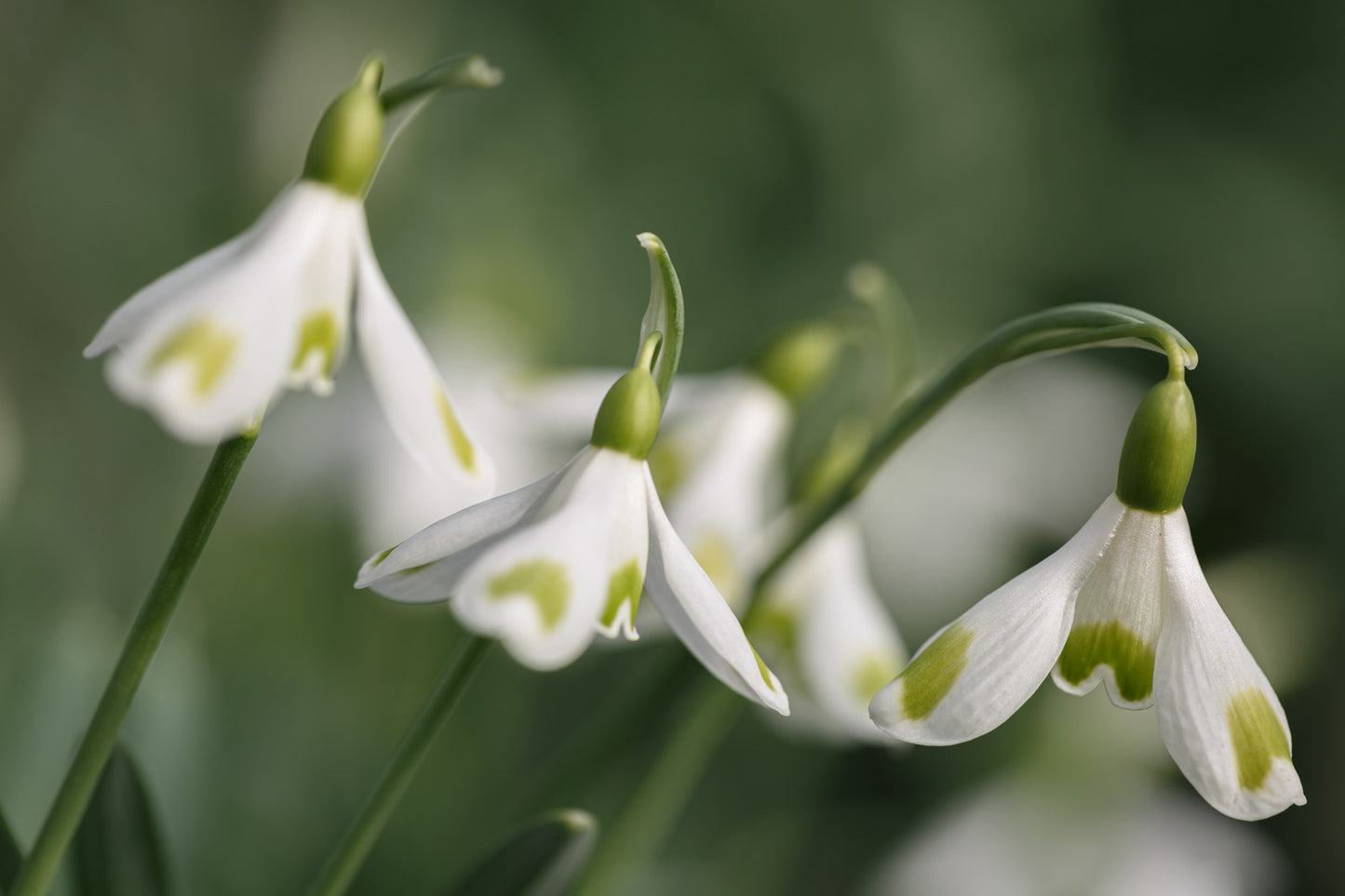 Galanthus 'Aunt Agnes'