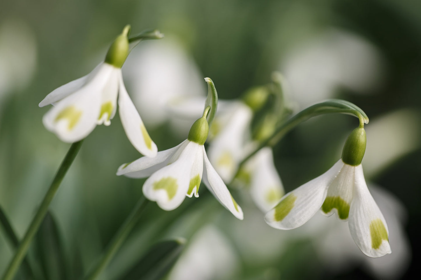 Galanthus 'Aunt Agnes'