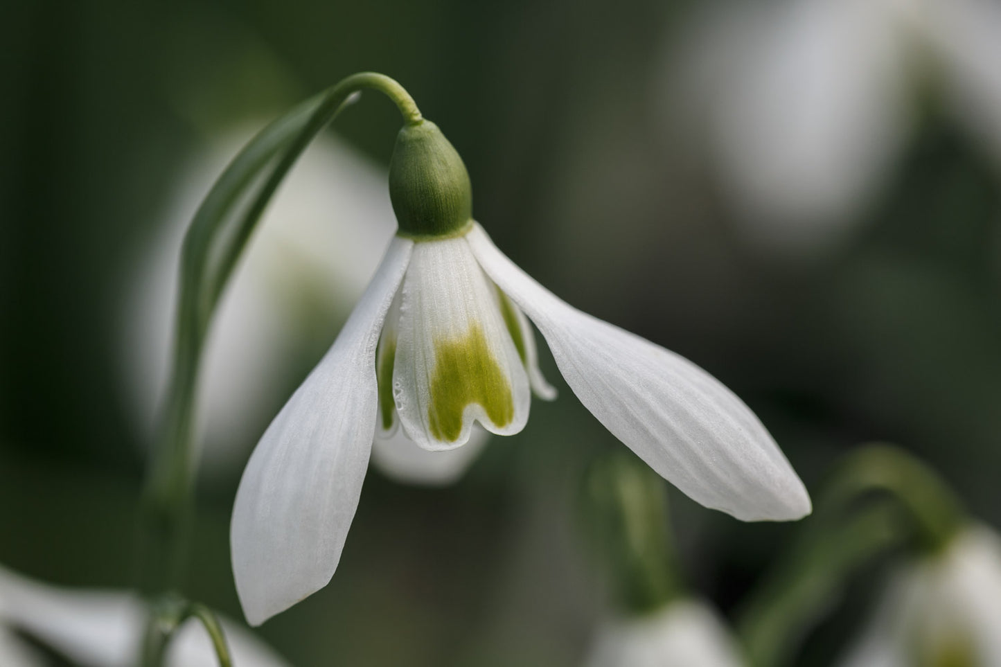 Galanthus 'Babraham Scented'