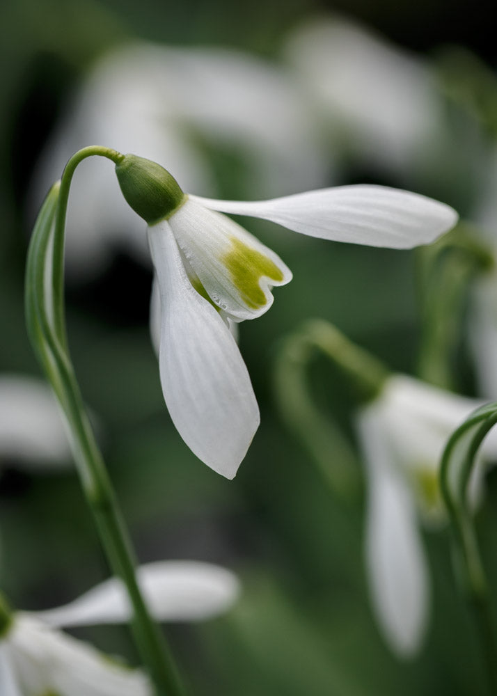Galanthus 'Babraham Scented'