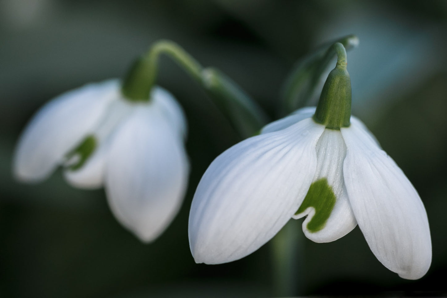 Galanthus 'Barbara's Double'