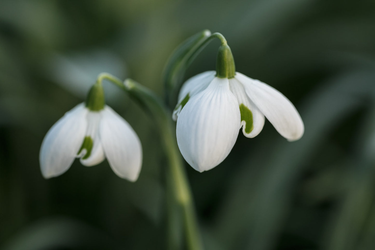 Galanthus 'Barbara's Double'