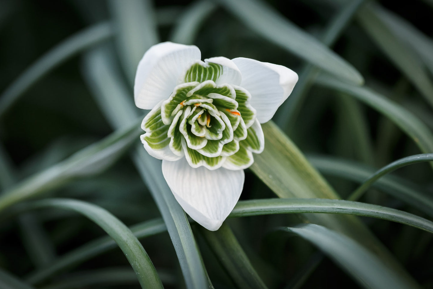 Galanthus 'Barbara's Double'